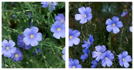 180 Seeds / Pack Wild Blue Flax Perennial Flower Seeds, Original Pack - £18.16 GBP