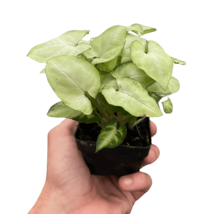 Syngonium &#39;Moonshine&#39;-4&quot; Pot - $528.89 MXN