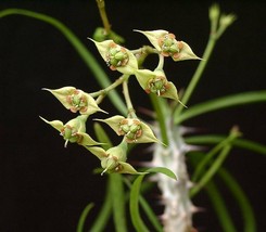 Euphorbia genoudiana exotic rare Madagascar succulent cactus cacti seed 5 SEEDS - £7.12 GBP