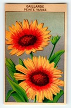 1920&#39;s Flower Art Print GAILLARDE Lithograph Original Vintage For Seed Pack - £10.09 GBP