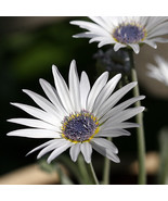 75 Organic Non GMO  African Pearl Daisy Flower Seeds - £7.13 GBP