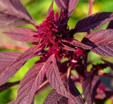 Amaranth Seeds 1000 Red Garnet Herb Micro-Greens Gardening Beautiful USA SHIPPIN - £4.81 GBP