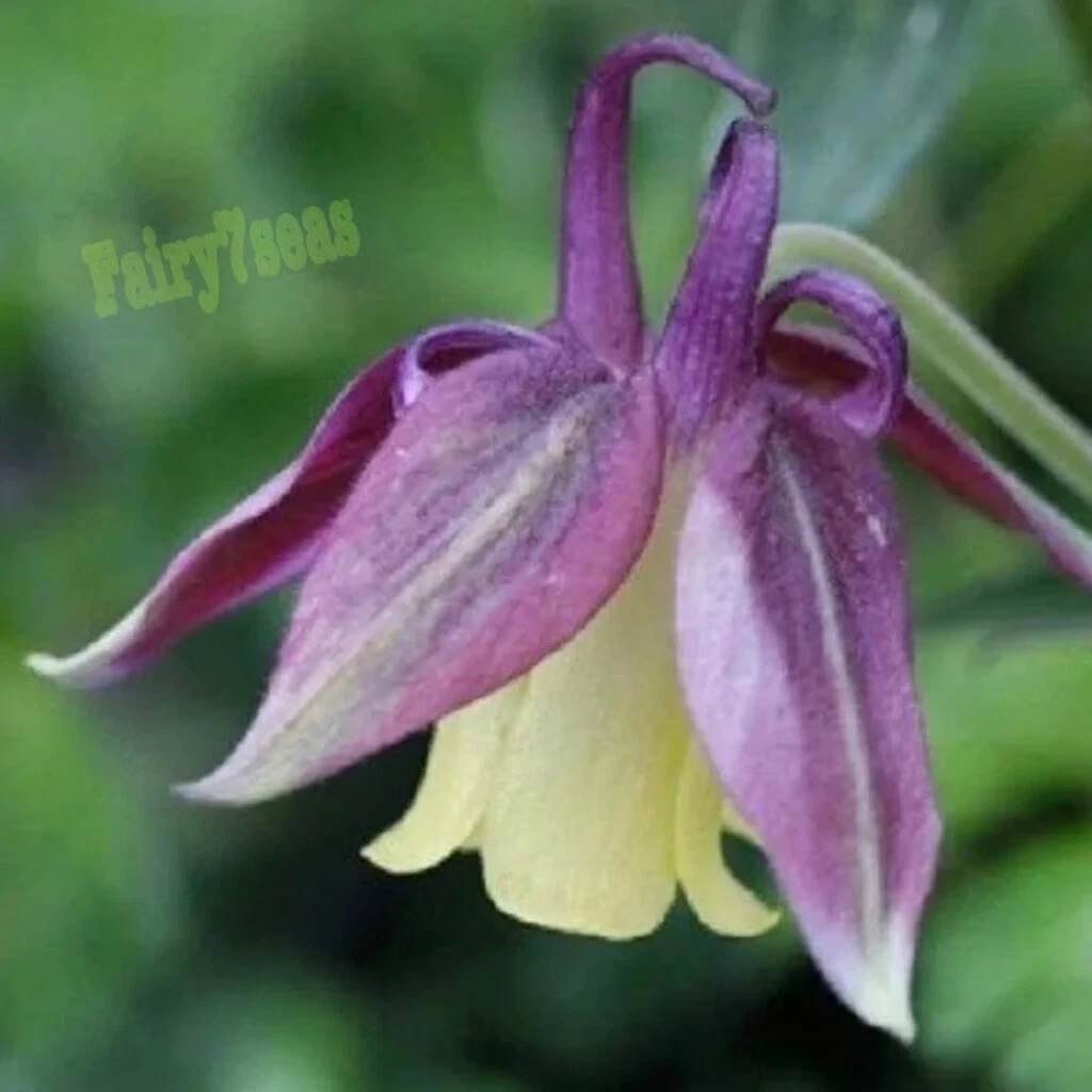 Aquilegia Seeds- Aquilegia Buergeriana - Blackcurrant Ice Columbine Bi-c... - $8.35