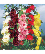 HOLLYHOCK FLOWER - CHATERS DOUBLE MIX, chater&#39;s 30 SEEDS - £2.26 GBP
