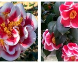 Tama No Ura Camellia JaponicaLive Starter Plant - $50.93