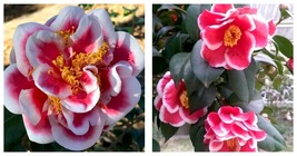 Tama No Ura Camellia JaponicaLive Starter Plant - £40.56 GBP