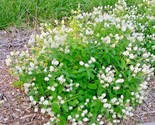 50 Seeds New Jersey Tea Herb Seeds Native Wildflower Bush Shrub Shade Ga... - $8.99