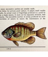 Bluegill 1939 Fresh Water Fish Art Gordon Ertz Color Plate Print PCBG20 - $561.68 MXN