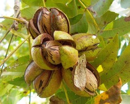 Carya Illinoensis (Papershell Pecan) 3 seeds - £2.43 GBP