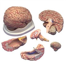 Anatomical Budget Brain With Arteries Model Life-Size - £44.04 GBP