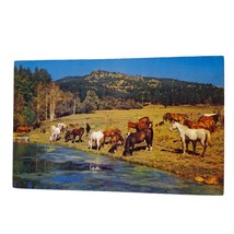 Postcard Horses At Pasture Grazing Western Ranching Chrome Unposted - $6.92