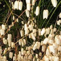 100 Quaking Grass Rattlesnake Grass Briza Maxima Seeds US Seller Fast Shipping - $7.45