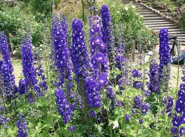 Sale 500 Seeds Purple Rocket Larkspur Delphinium Ajacis Consolida Flower USA - $9.90