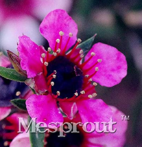 100 pcs Bonsai Flower Bonsai Leptospermum Scoparium Flamenco Angel&#39;s Tru... - $6.99