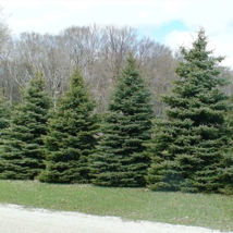 Christmas Day Spruce {Picea meyeri} Blue Needles 20 Seeds From US - $12.00