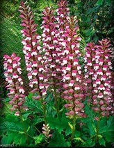 Fresh 10 Seeds Bear S Breeches Plant Seeds - £4.97 GBP