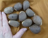 tn-30) 10 medium natural Tagua Nut whole nuts craft Carving Dried plain ... - £23.10 GBP