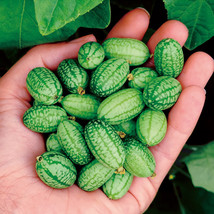 50 Seeds Of Cucamelons Seeds Mexican Sour Gherkins Gardening - £12.52 GBP