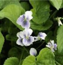  Organic Fresh Common BLUE VIOLET 20 Seeds (Viola sororia) Native Purple Violet - £9.24 GBP