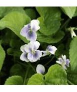  Organic Fresh Common BLUE VIOLET 20 Seeds (Viola sororia) Native Purple... - £9.42 GBP