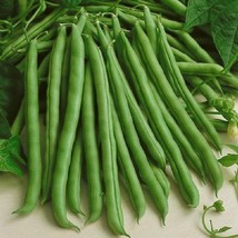 USA Seller Kentucky Wonder Green Bean Seeds Pole Climbing Runner Beans Stringles - £10.43 GBP