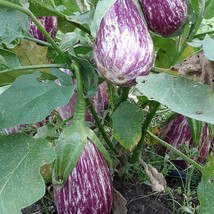 Organic Listada De Gandia Eggplant US Seller Fast Shipping - $4.50