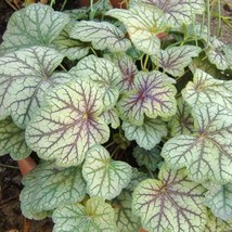 Heuchera Americana Plant Seeds Heuchera Dales Strain 50 Seeds - $13.98