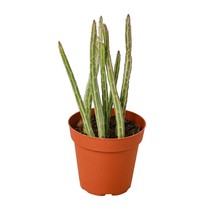 Senecio Stapeliiformis Pickle Plant-4" Pot - $791.67 MXN