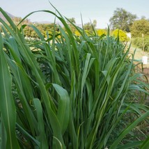 Sorghum-Sudangrass BMR F1 Cover Crop Seeds Seeds Certified Organic USA G... - $14.47