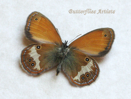 Coenonympha Arcania Pearly Heath Real Butterfly Framed Taxidermy Shadowbox - £39.16 GBP