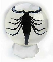 Real BLACK SCORPION Genuine INSECT Desktop Globe Paperweight Lucite Pape... - $38.61
