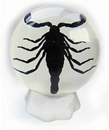 Real BLACK SCORPION Genuine INSECT Desktop Globe Paperweight Lucite Pape... - £30.41 GBP
