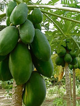 25 Waimanalo Papaya Seeds Planting Fresh Seeds - $13.63 CAD