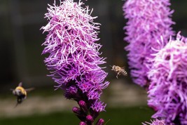 VPF Kobold Dense Blazing Star {Liatris spicata} 25+ seeds ! - $3.24