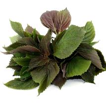 Ship From Us 28,000 Shiso Perilla Red, ZG09 - £51.76 GBP