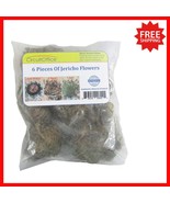 6 Jericho Flowers - Nature’s Resurrection Plant, Easy Care &amp; Spiritual G... - €34,04 EUR