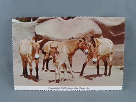 Vintage Postcard - Prezewalski&#39;s Wild Horse San Diego Zoo - International - £11.78 GBP