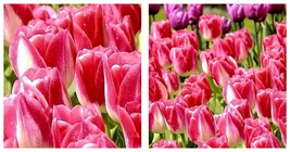 10PCS Imported Hydro Tulip Bulbs Fresh All Season Planting Garden T1 - £14.32 GBP