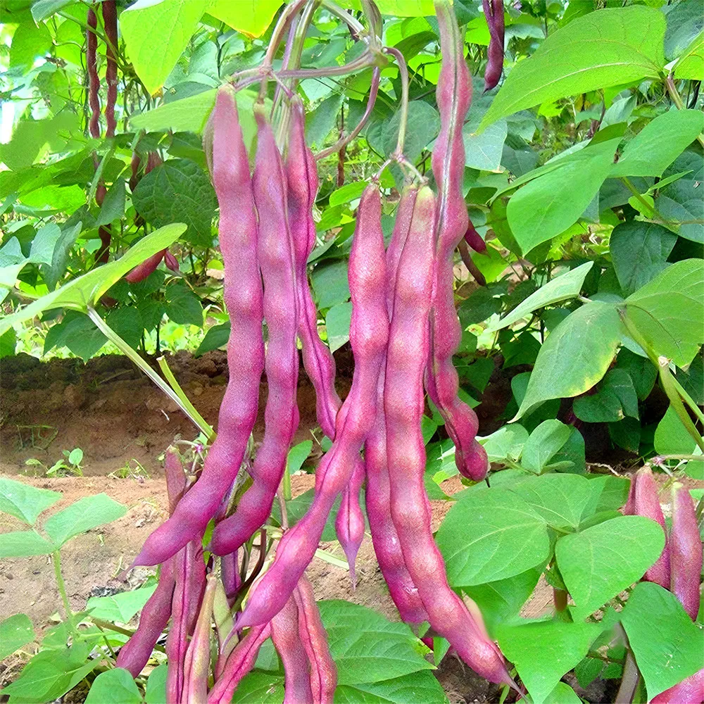 1 Bag Purple Pole Bean Vegetable Seeds for Garden - $18.00