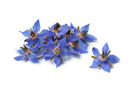 Borage Flower Seeds 75 Borago Officinalis A Medicinal Herb &amp; Edible Flower From  - £7.21 GBP
