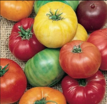 50 Rainbow Beefsteak Mix Tomato Seeds Garden Vegetables Sauce - £3.92 GBP