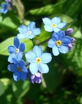  Blue CHINESE FORGET ME NOT Flower 500 Seeds #LCY05 - $18.99