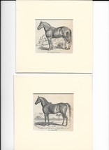 Antique Prints of Horses - 19th Century - Arabian Horse - English Horses - $50.00