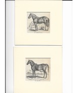 Antique Prints of Horses - 19th Century - Arabian Horse - English Horses - £39.33 GBP