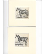 Antique Prints of Horses - 19th Century - Arabian Horse - English Horses - $50.00