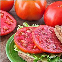 USA Seller Amelia Tomato Seeds Fast Shipping - £10.09 GBP