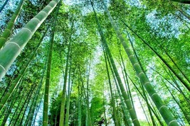 20 Giant Moso Bamboo Seeds Phyllostachys Pubescens Fresh Seeds Gardening USA - £10.07 GBP