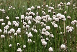 LWSTORE 25 Tawny Cottongras Flower Seeds Eriophorum Virginicum Hare&#39;S Tail Cotto - £8.30 GBP