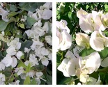 Sustone White Bougainvillea Small Well Rooted Starter Plant - $44.93