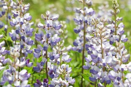 Sundial Lupine 40 Seeds for Planting - Blue &amp; Purple Flowers - Karner Blue - $17.00